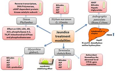 Ethnopharmacological Approaches for Therapy of Jaundice: Part II. Highly Used Plant Species from Acanthaceae, Euphorbiaceae, Asteraceae, Combretaceae, and Fabaceae Families